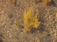 Cryptosiphonia woodii