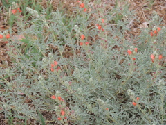 Sphaeralcea coccinea