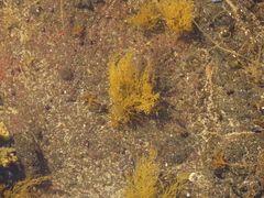 Cryptosiphonia woodii