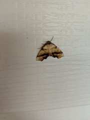 Plagodis phlogosaria