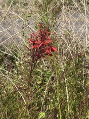 Russelia equisetiformis