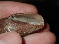 Isara carbonaria
