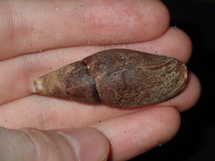 Isara carbonaria