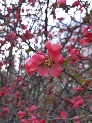 Chaenomeles