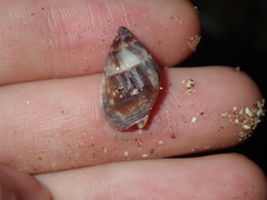 Nassarius gaudiosus
