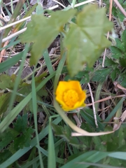 Ranunculus repens