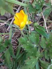 Ranunculus repens