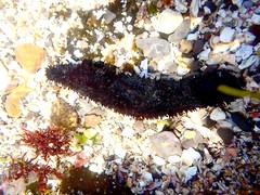 Holothuria leucospilota