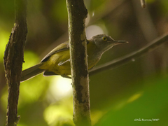 Macrosphenus flavicans
