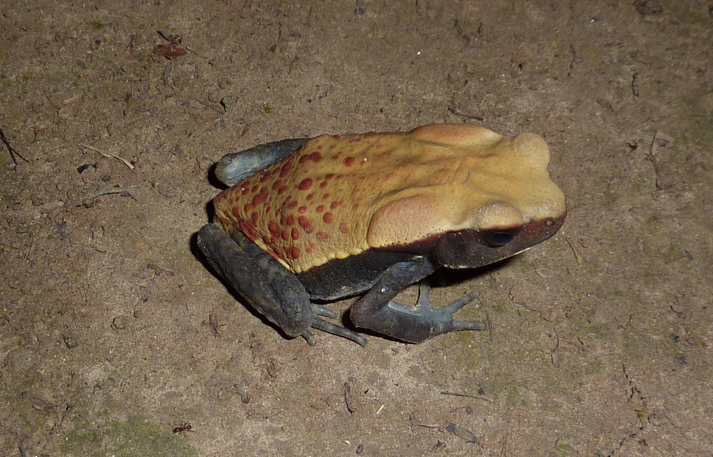 Spotted Toad