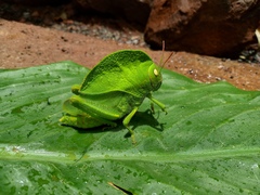 Teratodes monticollis