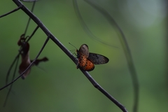 Acraea pseudegina