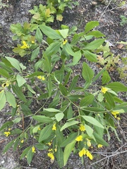 Baptisia nuttalliana