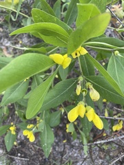 Baptisia nuttalliana