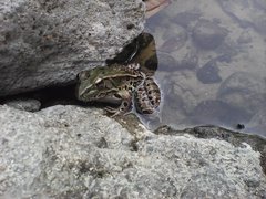 Lithobates spectabilis