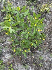 Baptisia nuttalliana