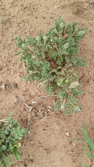 Chamaesaracha coniodes