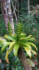 Tillandsia heliconioides