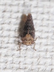 Paraphlepsius collitus