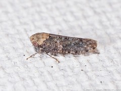 Paraphlepsius collitus