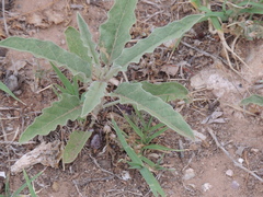 Solanum elaeagnifolium