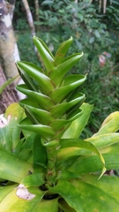 Tillandsia heliconioides