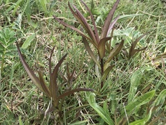 Castilleja miniata dixonii