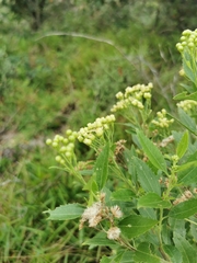 Nidorella ivifolia