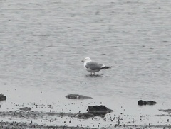 Larus canus heinei