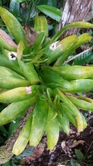 Tillandsia heliconioides