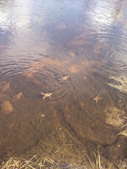 Bufo bufo