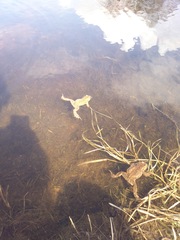 Bufo bufo