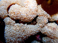 Polycitor proliferus