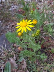 Senecio squalidus
