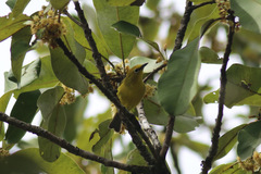 Zosterops senegalensis