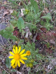Senecio squalidus