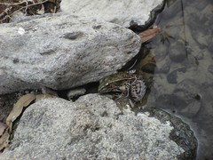 Lithobates spectabilis