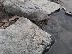 Lithobates spectabilis