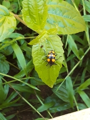 Scaphidomorphus bosci