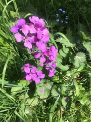 Lunaria annua