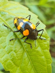 Scaphidomorphus bosci