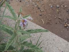 Solanum elaeagnifolium