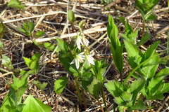 Gagea triflora