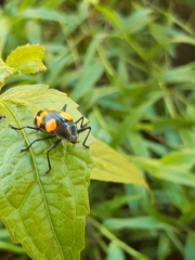 Scaphidomorphus bosci