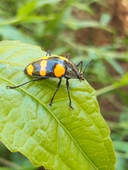 Scaphidomorphus bosci