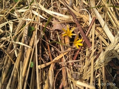 Gagea hiensis