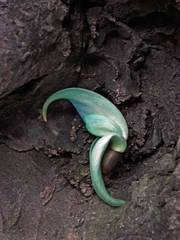 Strongylodon macrobotrys