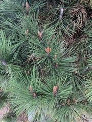 Pinus heldreichii