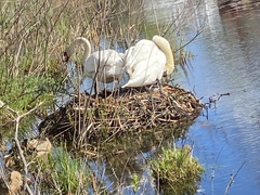 Cygnus olor
