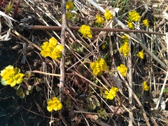 Chrysosplenium pilosum